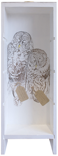 Specimen Drawer: Great Gray Owl